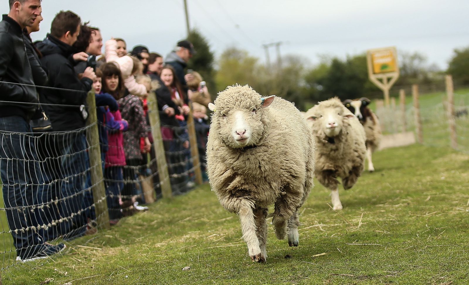 Win! A Family Ticket to White Post Farm! Primary Times